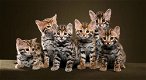 Raszuivere Bengaalse kittens met champion stamboom - 0 - Thumbnail