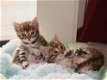 Raszuivere Bengaalse kittens met champion stamboom - 1 - Thumbnail