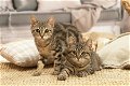Raszuivere Bengaalse kittens met champion stamboom - 2 - Thumbnail