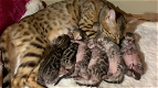 Raszuivere Bengaalse kittens met champion stamboom - 3 - Thumbnail