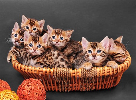 Raszuivere Bengaalse kittens met champion stamboom - 4