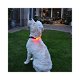 LED lichtband hond halsband hond - 1 - Thumbnail