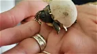 nakweek landschildpadden 2023 - 0 - Thumbnail