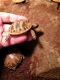 nakweek landschildpadden 2023 - 3 - Thumbnail