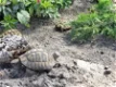 nakweek landschildpadden 2023 - 5 - Thumbnail