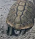 nakweek landschildpadden 2023 - 7 - Thumbnail