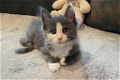 Maine Coon kitten - 0 - Thumbnail