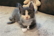 Maine Coon kitten