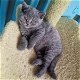 Blauwe Ogen Grijze Britse Korthaar Kittens - 0 - Thumbnail
