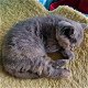 Blauwe Ogen Grijze Britse Korthaar Kittens - 1 - Thumbnail