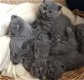 Blauwe Ogen Grijze Britse Korthaar Kittens - 2 - Thumbnail