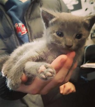 13 weken oude vrouwelijke blauwe Russische kittens beschikbaar - 0