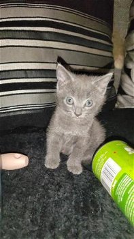13 weken oude vrouwelijke blauwe Russische kittens beschikbaar - 1