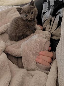 13 weken oude vrouwelijke blauwe Russische kittens beschikbaar - 2