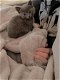 13 weken oude vrouwelijke blauwe Russische kittens beschikbaar - 2 - Thumbnail