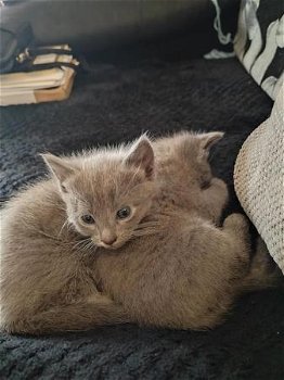 13 weken oude vrouwelijke blauwe Russische kittens beschikbaar - 3