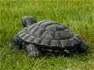 schildpad adrie - 3 - Thumbnail