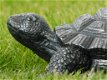 schildpad adrie - 4 - Thumbnail