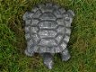 schildpad adrie - 5 - Thumbnail