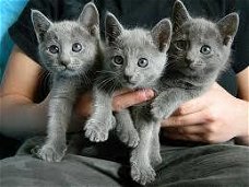 Russisch blauwe kittens beschikbaar