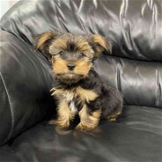 Yorkie-puppy's beschikbaar