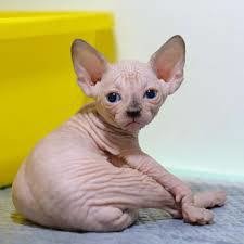 Haarloze Sphynx kittens te koop