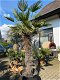 TE KOOP Palmboom Trachycarpus Wagnerianus 130cm stamhoogte NR.0423 - 0 - Thumbnail