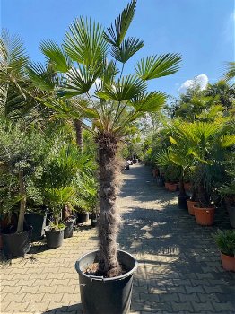 TE KOOP Palmboom Trachycarpus Wagnerianus 130cm stamhoogte NR.0423 - 1