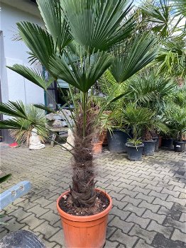 Winterharde palmboom wagnerianus 60cm stamhoogte - 0