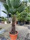 Winterharde palmboom wagnerianus 60cm stamhoogte - 0 - Thumbnail