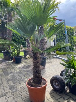 Winterharde palmboom wagnerianus 60cm stamhoogte - 1