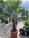 Winterharde palmboom wagnerianus 60cm stamhoogte - 1 - Thumbnail