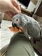 Grijze roodstaart papegaai - 2 - Thumbnail