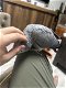 Grijze roodstaart papegaai - 3 - Thumbnail