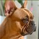 Franse Bulldog kennel (volledig genetisch en lichamelijk getest) Gezond gebouwd type. - 0 - Thumbnail