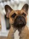 Franse Bulldog kennel (volledig genetisch en lichamelijk getest) Gezond gebouwd type. - 2 - Thumbnail