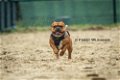 Franse Bulldog kennel (volledig genetisch en lichamelijk getest) Gezond gebouwd type. - 4 - Thumbnail