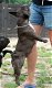 Franse Bulldog kennel (volledig genetisch en lichamelijk getest) Gezond gebouwd type. - 7 - Thumbnail