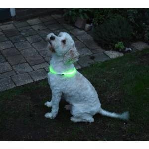 Led verlichtingsbuis voor de hond usb oplaadbaar - 2