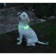 Led verlichtingsbuis voor de hond usb oplaadbaar - 2 - Thumbnail