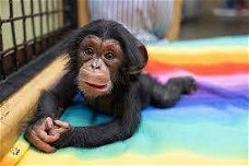 Gezonde chimpansee-apen voor adoptie.