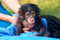 Babychimpansees Apen te koop