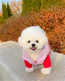 Maltipoo Pomeranian puppies for adoption and sell