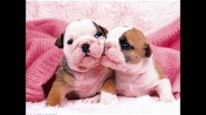 Gezonde Engelse Bulldog-pups te koop