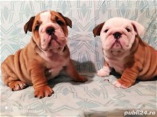 Leuke Engelse Bulldog-pups te koop