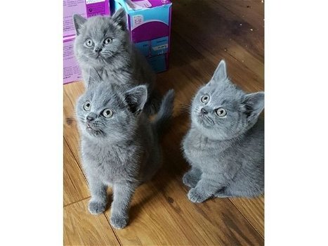 Lieve Brits Korthaar Kittens klaar om te gaan - 0