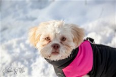 Lieve hond zoek een nieuw baasje