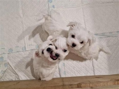 Er zijn 3 prachtige Maltese pups beschikbaar - 0