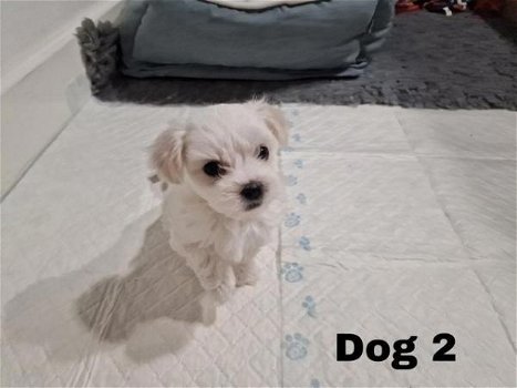 Er zijn 3 prachtige Maltese pups beschikbaar - 1