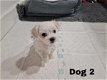 Er zijn 3 prachtige Maltese pups beschikbaar - 1 - Thumbnail